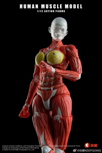 W Muscle Model 超可动女性人偶