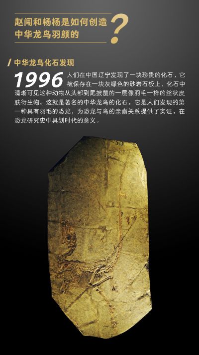 赵闯和杨杨科学艺术雕像美术馆系列 1:3中华龙鸟羽颜铜雕限量版