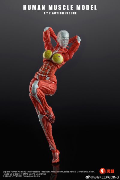 W Muscle Model 超可动女性人偶