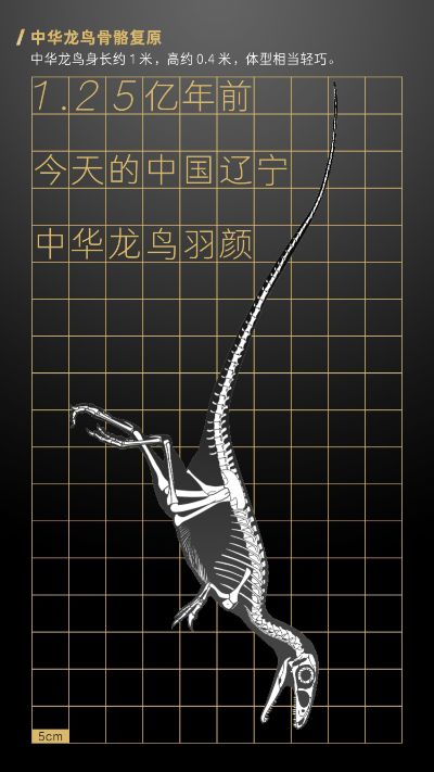 赵闯和杨杨科学艺术雕像美术馆系列 1:3中华龙鸟羽颜铜雕限量版