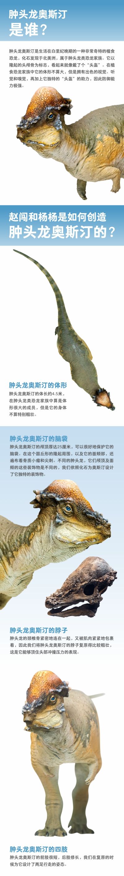 PNSO恐龙大王  成长陪伴模型46 肿头龙奥斯汀