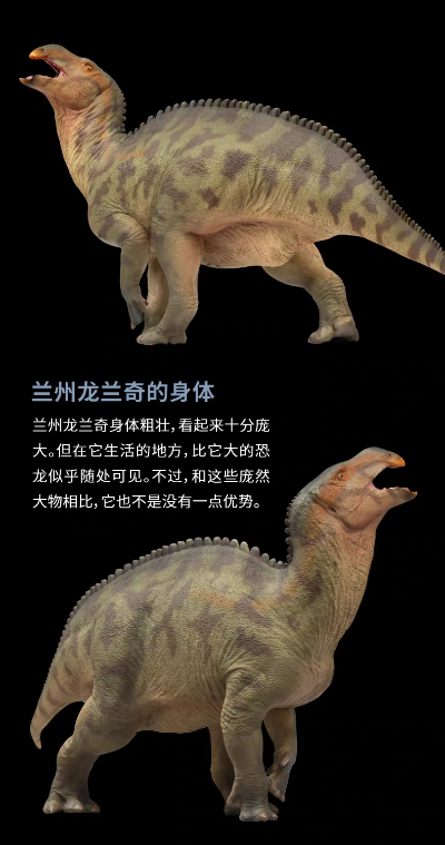 成长陪伴模型97  兰州龙兰奇