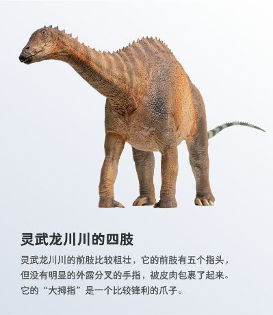 PNSO恐龙大王 成长陪伴模型63 灵武龙川川 ​​​