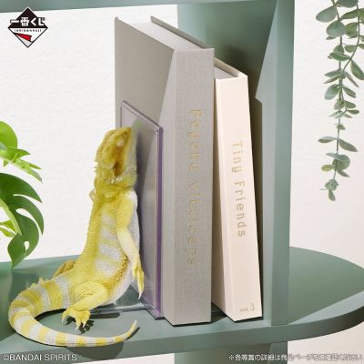 一番赏 爬行类&两栖类～小小伙伴～第三弹 A赏 鬃狮蜥 晚安书立