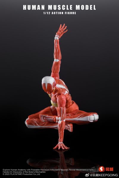 W Muscle Model 超可动女性人偶