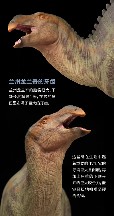 成长陪伴模型97  兰州龙兰奇