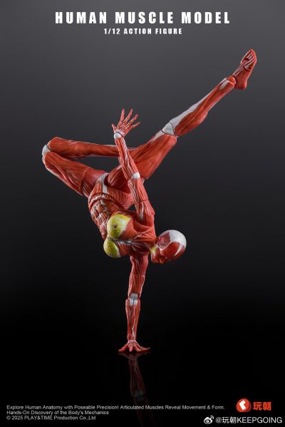 W Muscle Model 超可动女性人偶