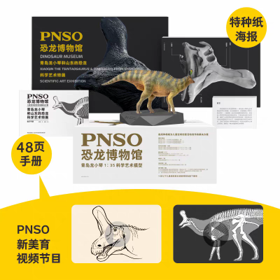 PNSO恐龙博物馆1:35科学艺术模型 青岛龙小琴​
