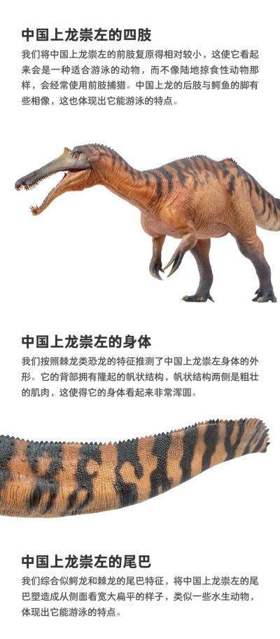 PNSO恐龙大王 成长陪伴模型66 中国上龙崇左