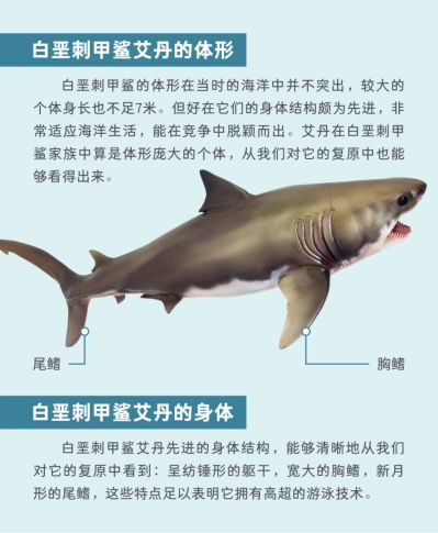 PNSO恐龙大王成长陪伴系列54 白垩刺甲鲨艾丹