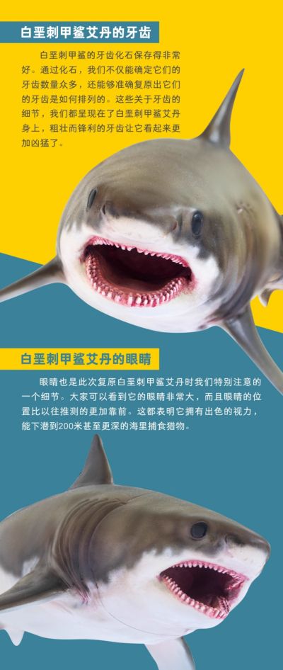PNSO恐龙大王成长陪伴系列54 白垩刺甲鲨艾丹