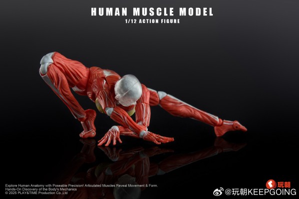 W Muscle Model 超可动女性人偶