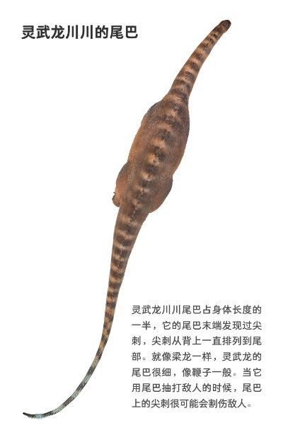 PNSO恐龙大王 成长陪伴模型63 灵武龙川川 ​​​