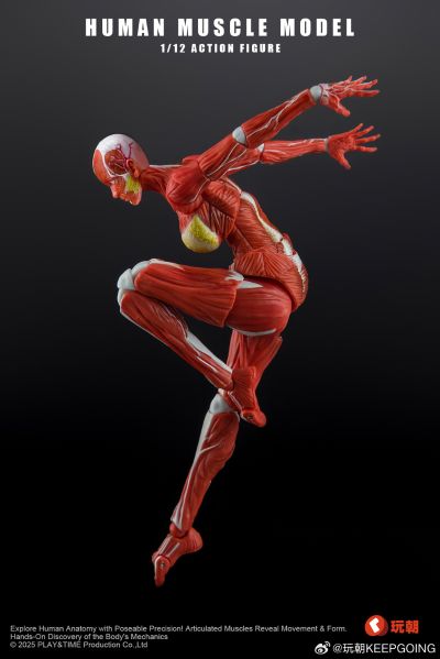 W Muscle Model 超可动女性人偶