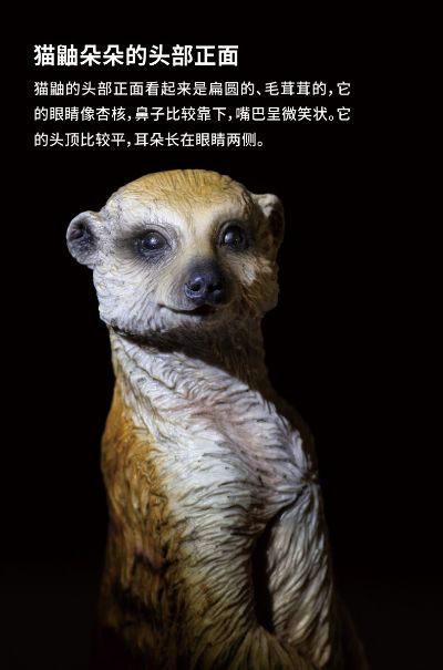 PNSO动物园成长陪伴模型12 猫鼬朵朵