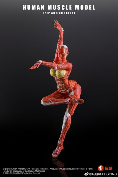 W Muscle Model 超可动女性人偶