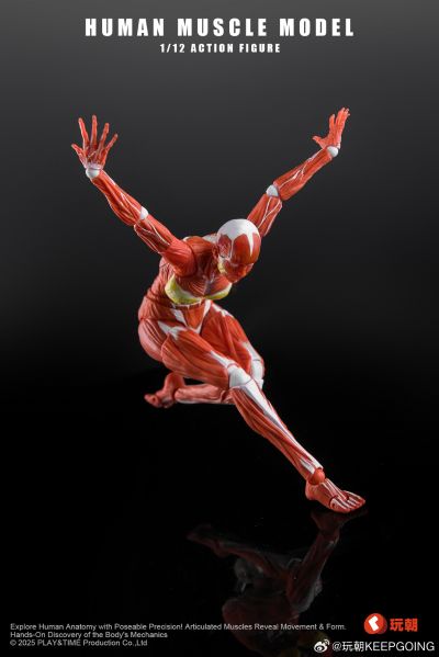 W Muscle Model 超可动女性人偶