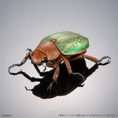 扭蛋 生物大图鉴ADVANCE 彩艳吉丁蟲和金色甲虫展示台座＆树皮台座（中）套装
